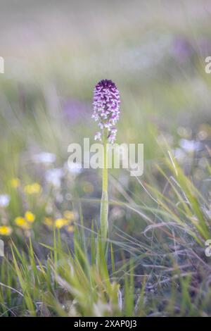 Neotinea ustulata, orchidea selvatica, fotografata nell'Appennino italiano ad altitudini elevate. Abruzzo, Italia. Foto Stock