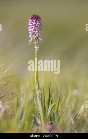 Neotinea ustulata, orchidea selvatica, fotografata nell'Appennino italiano ad altitudini elevate. Abruzzo, Italia. Foto Stock