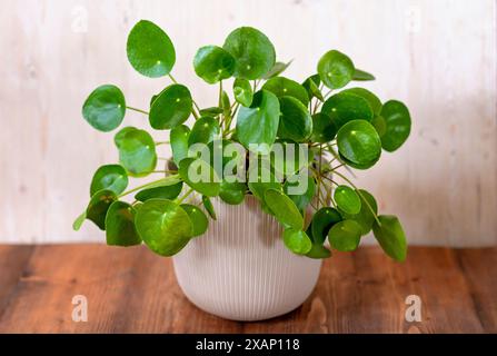 Piccola pianta della casa di Pilea Peperomioides in un vaso grigio di fronte a un muro nero, impianto di moneta cinese, spazio per le copie, l'impianto di moneta cinese o il missionario p Foto Stock