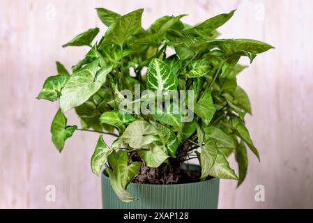 Syngonium podophyllum. pianta di casa con strisce gialle su foglie verdi. Syngonium auritum fiore in vaso verde in studio. Arrowhead Vine Houseplant Foto Stock