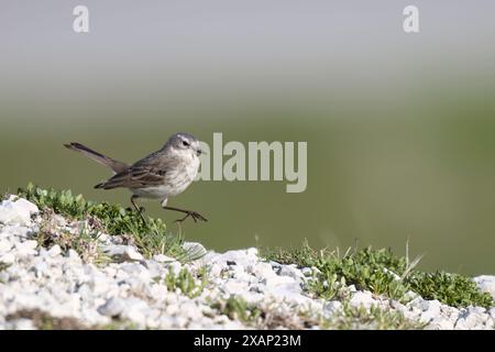 Flora e fauna di alta quota, il pipito d'acqua (Anthus spinoletta) uccello passerino che si riproduce nelle montagne dell'Europa meridionale. Foto Stock