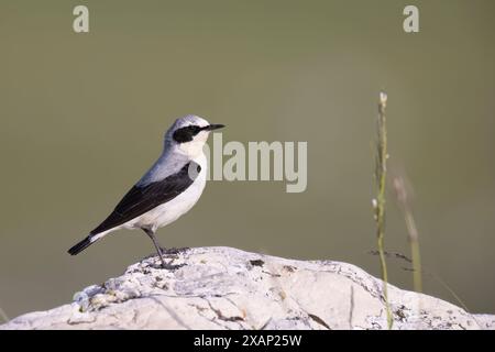 Il wheatear settentrionale o wheatear (Oenanthe oenanthe), uccello migratorio che si riproduce nelle montagne d'Europa. Foto Stock