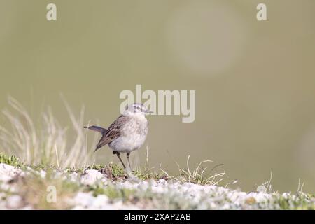 Flora e fauna di alta quota, il pipito d'acqua (Anthus spinoletta) uccello passerino che si riproduce nelle montagne dell'Europa meridionale. Foto Stock