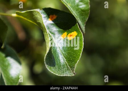 Malattia degli alberi di pera in autunno. Danneggiare l'albero da frutto. Foglia malata di infezione fungina Gymnosporangium sabinae. Macchie di ruggine sulle foglie.il concetto di Foto Stock