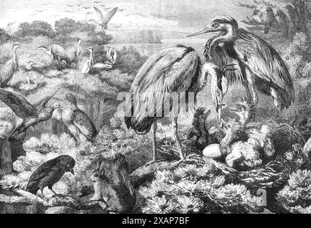 The Heronry a Didlington Park, Norfolk, 1868. "Quei bei vecchi uccelli... sono l'ultimo della loro tribù che ora rimane a riprodursi nelle isole britanniche. Sono ancora considerati un gioco, ma la protezione in quel personaggio ha cessato di essere garantita a lungo. C'è una bella aroneria a Didlington Park, appartenente al signor Tyssen Amhurst; dove l'artista, il signor S. Carter, ha avuto l'opportunità di salire sugli alberi. Dopo essere uscito dalla... folta fogliame opaca delle cime di abete scozzese, è rimasto stupito dalla scena del romanzo che si è presentata lì. I vecchi aironi, allarmati dalla sua intrusione, salparono per e fro anxiou Foto Stock