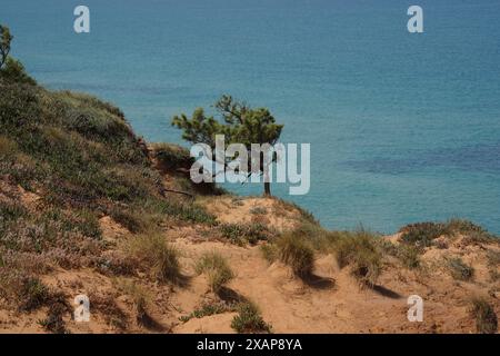 Pinus brutia, comunemente noto come pino turco e pino calabrese, è una specie di pino originaria della regione del Mediterraneo orientale Foto Stock