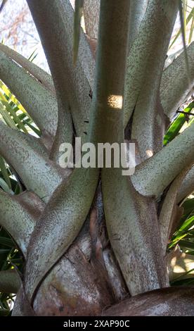 Basi di fronde di palma Bismarck, Bismarckia nobilis, attaccate all'albero trunk.in giardino subtropicale australiano. Schema astratto. Originario del Madagascar Foto Stock