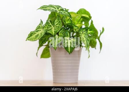 Pianta d'casa Syngonium podophyllum con strisce gialle su foglie verdi Foto Stock