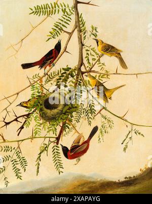 Orchard Oriole. Joseph Bartholomew Kidd, in onore di John James Audubon. 1830/1832. Foto Stock