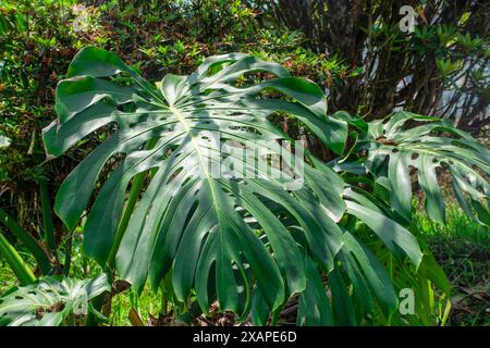 La pianta di Monstera Deliciosa, nota anche come "caseificio", vanta grandi foglie lucide con fessure e buchi unici Foto Stock