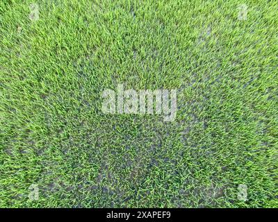 Giovani piante di Paddy che germinano in fertile terreno bagnato. Vista ad angolo alto. Foto Stock
