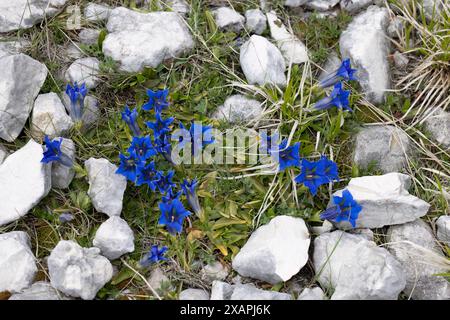 Tromba genziana, fiore che cresce sulle montagne dell'Appennino. Gran Sasso Italia. Foto Stock