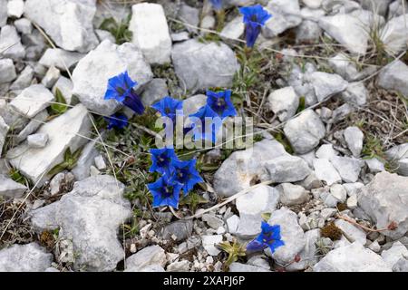 Tromba genziana, fiore che cresce sulle montagne dell'Appennino. Gran Sasso Italia. Foto Stock