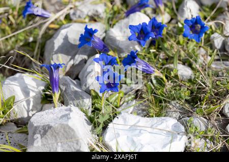 Tromba genziana, fiore che cresce sulle montagne dell'Appennino. Gran Sasso Italia. Foto Stock