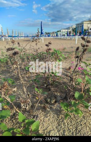 Uova Kentish pover (Anarhynchus alexandrinus), depisite vicino a uno stabilimento balneare. Abruzzo, Italia. Foto Stock