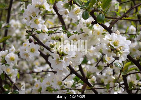 Splendida chinetta chaenomeles speciosa (dolce) nakai. Arbusto troppo deciduo o semi-sempreverde Foto Stock