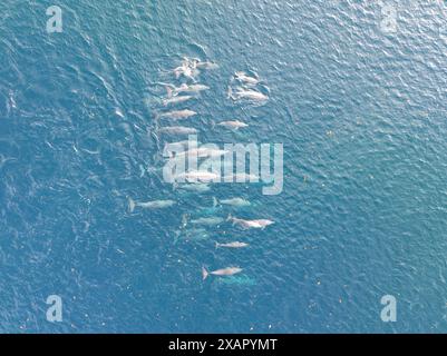 Un branco di delfini Spinner, Stenella longirostris, nuota attraverso i mari blu in una parte remota dell'Indonesia. Questi cetacei sono comuni nel Pacifico. Foto Stock