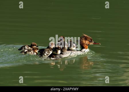 Birdwatching Foto Stock