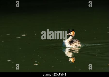 Birdwatching Foto Stock