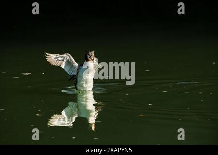 Birdwatching Foto Stock