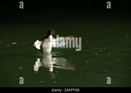 Birdwatching Foto Stock