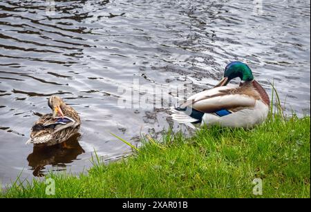 Le anatre selvatiche puliscono le loro piume vicino alla riva del fiume, i piccoli puliscono le loro piume sulla riva del fiume, Anas Foto Stock