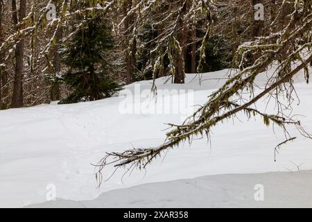 una foresta coperta di neve Foto Stock