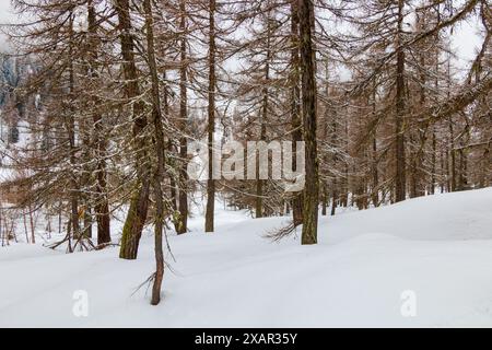 una foresta coperta di neve Foto Stock