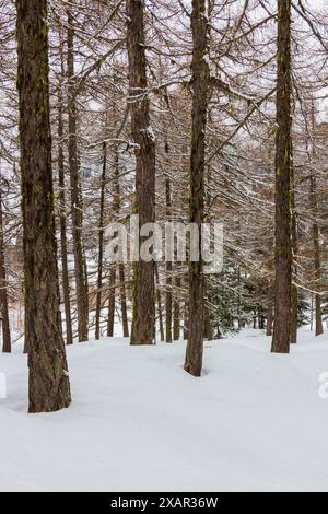 una foresta coperta di neve Foto Stock