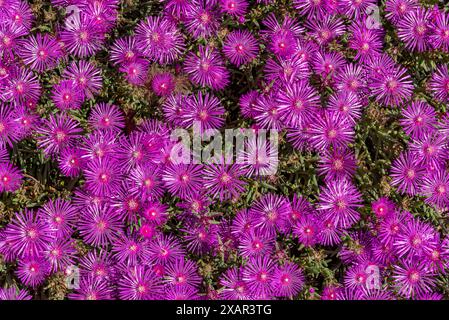 Fiori rosa intenso di Delosperma cooperi come sfondo a grandezza naturale Foto Stock