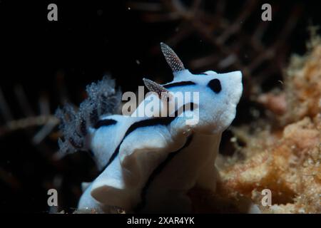 Macro Life - Bangka Island Foto Stock