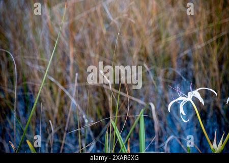 Giglio paludoso meridionale sulla superficie dell'acqua della palude nel Parco Nazionale delle Everglades Foto Stock