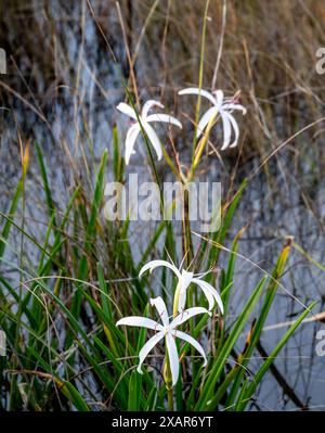 Giglio paludoso meridionale sulla superficie dell'acqua della palude nel Parco Nazionale delle Everglades Foto Stock