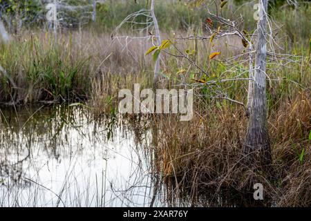 Amaca di legno duro e cipressi nella palude paludosa di un everglades, Florida Foto Stock