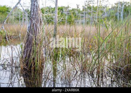 Amaca di legno duro e cipressi nella palude paludosa di un everglades, Florida Foto Stock