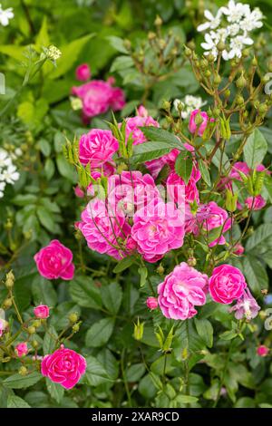 Primo piano di un piccolo cespuglio di rose rosa che fiorisce e piantato in un confine con un giardino nel Regno Unito Foto Stock