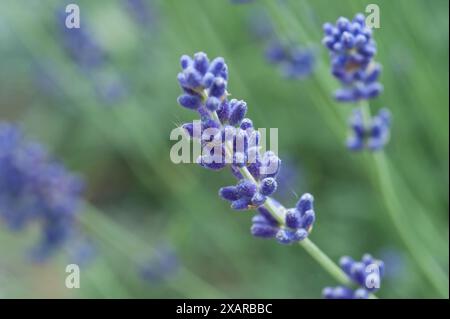 fiori viola di lavanda in piena fioritura su uno sfondo verde tenue e blu chiaro Foto Stock