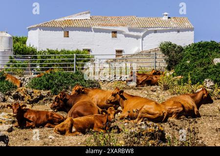 Mucche di fronte all'azienda - formaggio denominazione di origine Mahon artesano- finca Binigarba, Ciutadella, Minorca, Isole Baleari, Spagna. Foto Stock