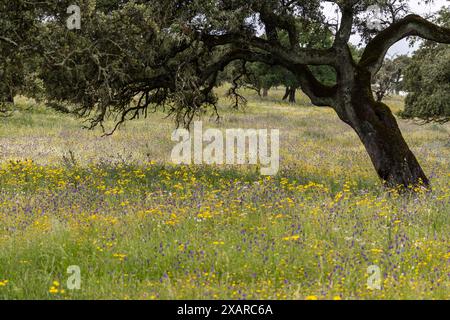 Pascolo tipico, vicino a Valverde del Camino, Campiña Andévalo Commonwealth, Huelva, Andalusia, Spagna. Foto Stock