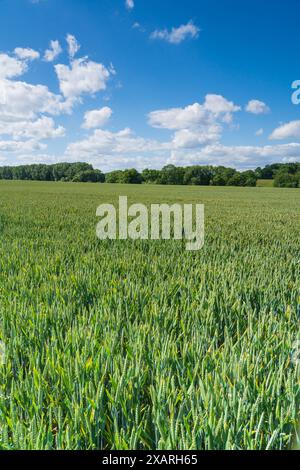 Giovane grano verde in un campo in una splendida giornata primaverile, con vista sulla campagna inglese Foto Stock