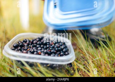 Primo piano di mirtilli in un contenitore di plastica in erba con il coperchio blu accanto. Raccolto nelle montagne norvegesi. Foto Stock