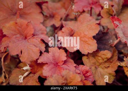 Pianta di corallo rosso heuchera nel giardino estivo. Vista ravvicinata dell'impianto Foto Stock