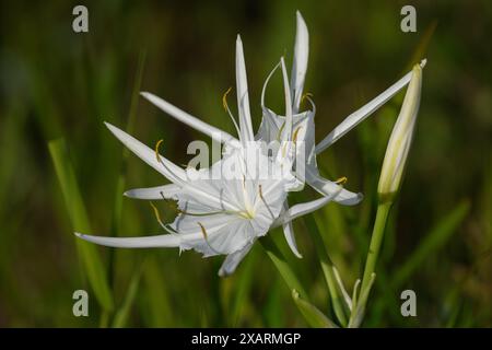 Alligatorlily, Lily, Amaryllidaceae Foto Stock