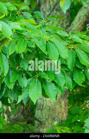 Foglie di rovere di castagno, West Hartford Reservoirs, West Hartford, Connecticut Foto Stock
