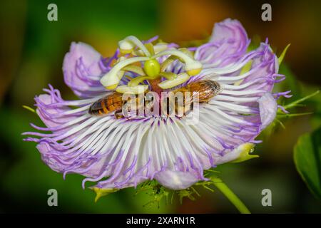 Fiore della passione con api mellifere Foto Stock