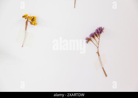 Fiori secchi delicatamente incollati su una parete bianca Foto Stock