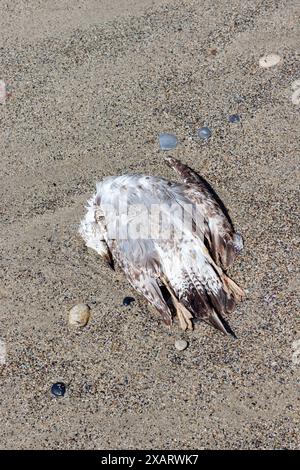 Uccello morto, giovane gabbiano giace sulla spiaggia sabbiosa in ital Foto Stock