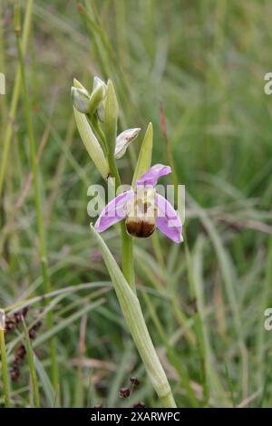 Bee Orchid bicolor nel Cotswolds Gloucestershire Regno Unito Foto Stock