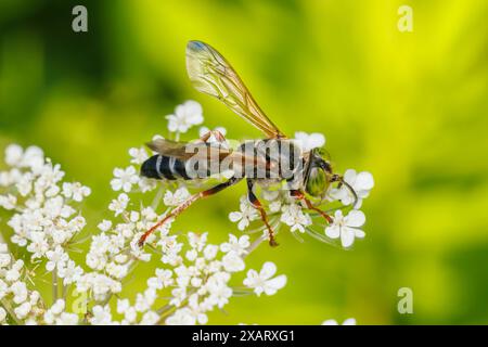 Vespa amante della sabbia (tachite distinctus) Foto Stock