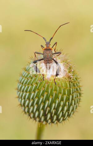 Una ninfa di Leptoglossus phyllopus (Leptoglossus phyllopus) su Plume Thistle (Cirsium sp.) Foto Stock